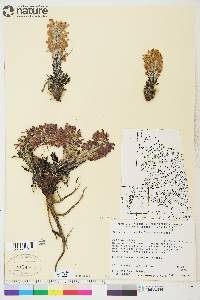 Pedicularis lanata image