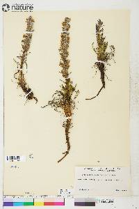 Pedicularis lanata image