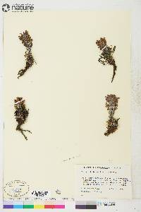 Pedicularis lanata image