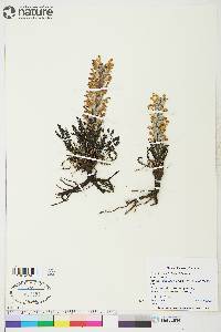 Pedicularis lanata image