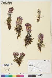 Pedicularis lanata image