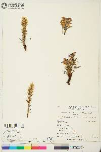 Pedicularis langsdorffii subsp. arctica image