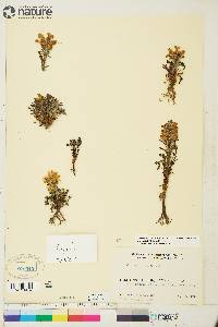 Pedicularis langsdorffii image