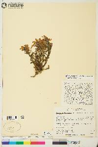 Pedicularis langsdorffii image