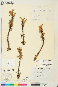 Pedicularis langsdorffii image