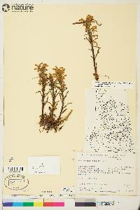 Pedicularis langsdorffii image