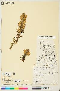 Pedicularis langsdorffii subsp. arctica image