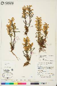 Pedicularis langsdorffii subsp. arctica image