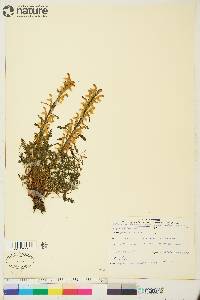 Pedicularis langsdorffii image