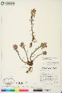 Pedicularis langsdorffii image