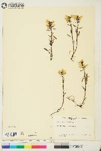 Pedicularis lapponica image