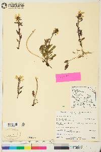 Pedicularis lapponica image