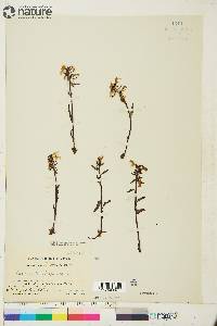 Pedicularis lapponica image