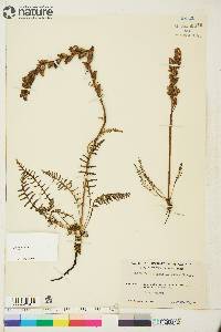 Pedicularis sudetica image