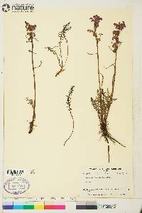 Pedicularis sudetica image