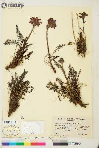 Pedicularis sudetica image