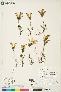 Pedicularis capitata image