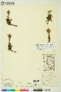 Pedicularis hirsuta image