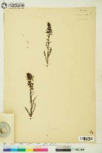 Pedicularis groenlandica image