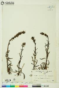 Pedicularis groenlandica image