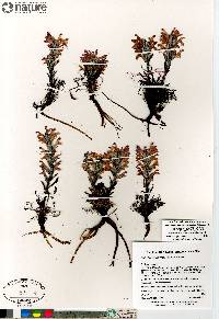 Pedicularis lanata image