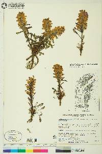 Pedicularis langsdorffii subsp. arctica image