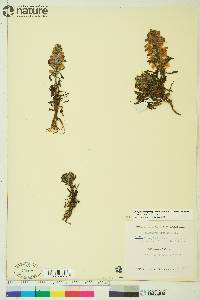 Pedicularis langsdorffii image