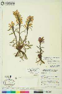 Pedicularis langsdorffii subsp. arctica image