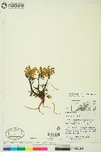 Pedicularis langsdorffii image