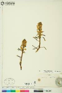 Pedicularis langsdorffii subsp. arctica image