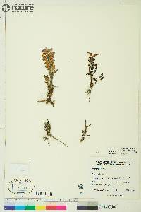 Pedicularis langsdorffii subsp. arctica image