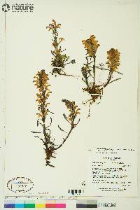 Pedicularis langsdorffii image