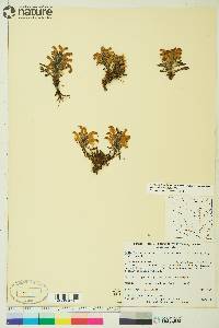 Pedicularis langsdorffii image