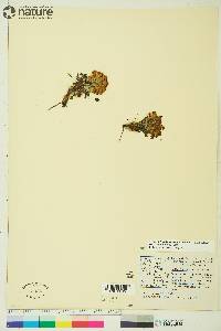 Pedicularis langsdorffii subsp. arctica image