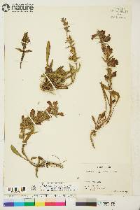 Penstemon gormanii image