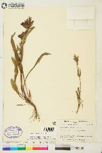 Penstemon gormanii image