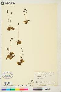 Pinguicula vulgaris image