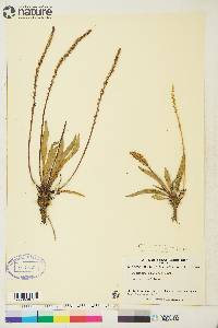 Plantago eriopoda image