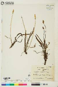 Plantago septata image