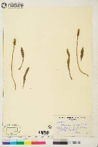 Plantago septata image