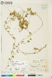 Linnaea borealis subsp. americana image