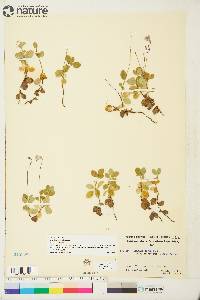 Linnaea borealis subsp. americana image