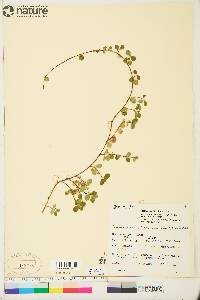 Linnaea borealis subsp. americana image