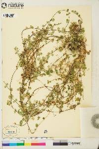 Linnaea borealis subsp. americana image