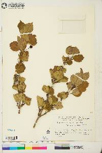 Viburnum edule image