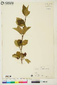 Viburnum pauciflorum image