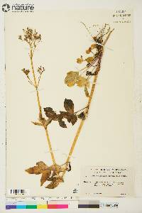 Valeriana sitchensis image