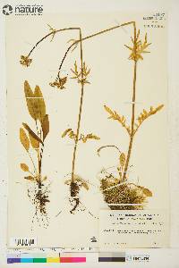 Valeriana septentrionalis image