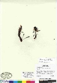 Pedicularis langsdorffii image