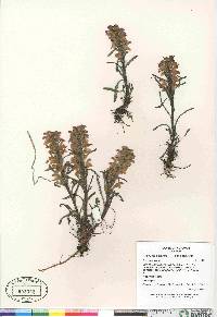 Pedicularis langsdorffii subsp. arctica image